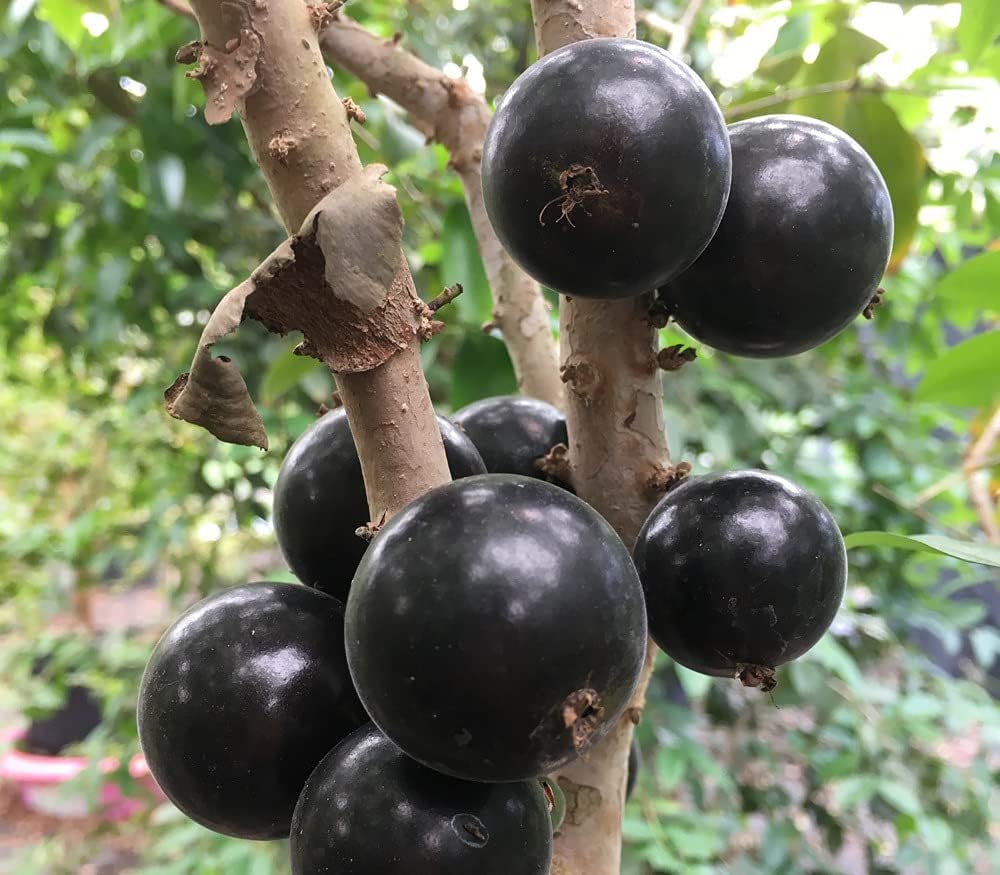 Jaboticaba Myrciaria cauliflora seeds for exotic garden